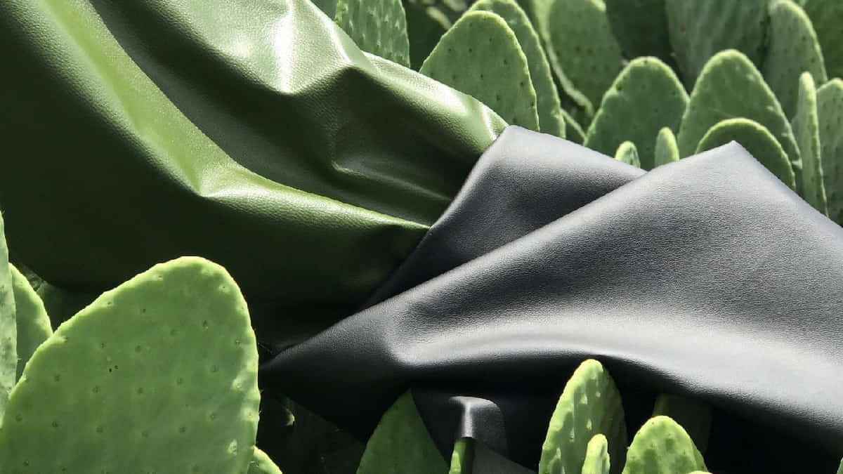 Cactus Leather 1